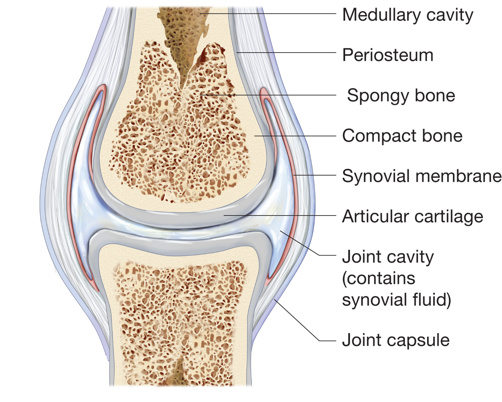 A Diagram Of Joints And Bones In The Human Body Foundation Figure